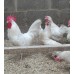 WHITE LEGHORN  HENS WITH PURE BRED WHITE LEGHORN COCKEREL. 